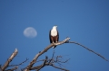 Fish eagle w moon